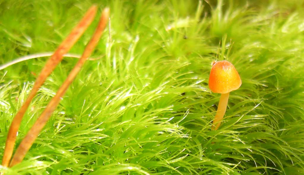 Mushroom in Moss